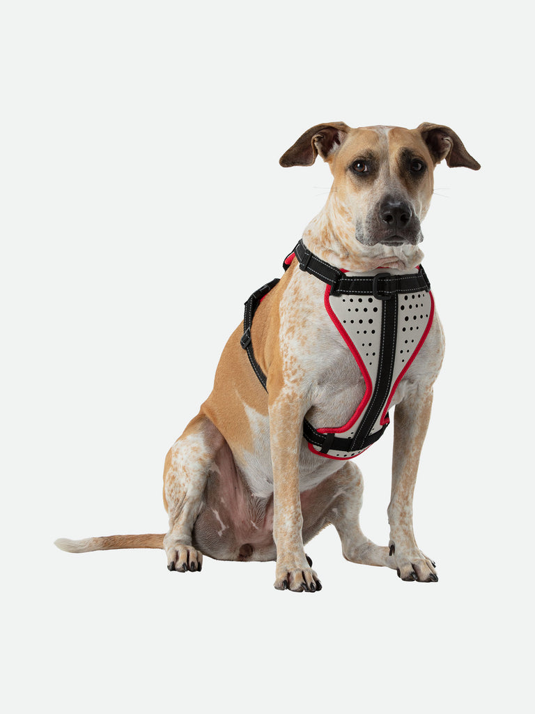 Large Boxer Staffordshire Bull Terrier Doberman Shepard Dog Mix/Mutt Wearing Nathan K9 White-Red Dog Harness with Black Accents - Front Angle View