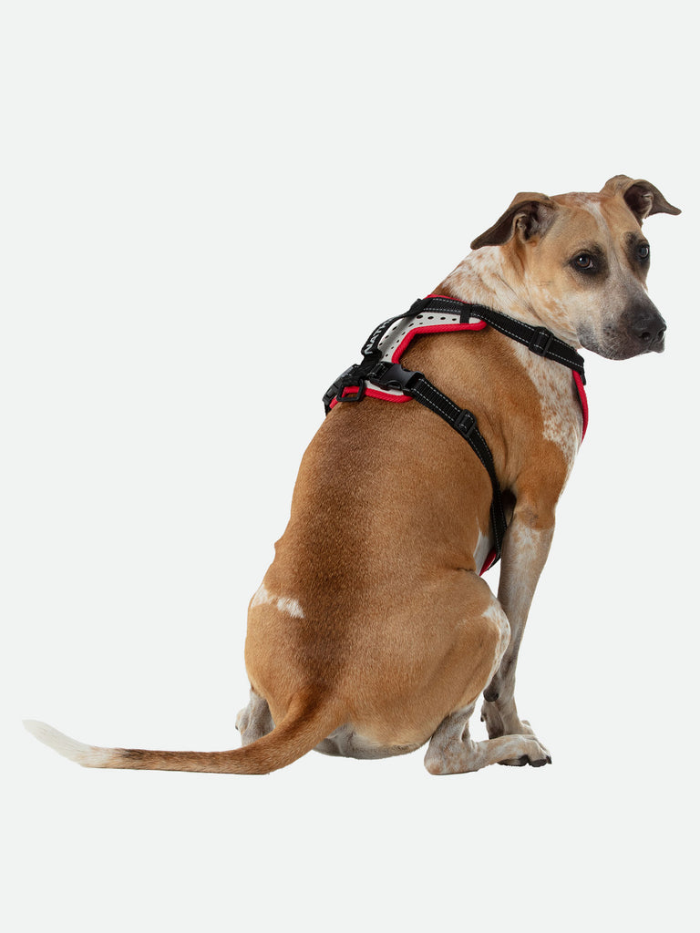 Large Boxer Staffordshire Bull Terrier Doberman Shepard Dog Mix/Mutt Wearing Nathan K9 White-Red Dog Harness with Black Accents - Back Angle View