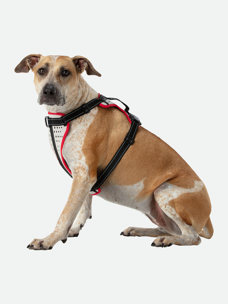 Large Boxer Staffordshire Bull Terrier Doberman Shepard Dog Mix/Mutt Wearing Nathan K9 White-Red Dog Harness with Black Accents - Left Angle View