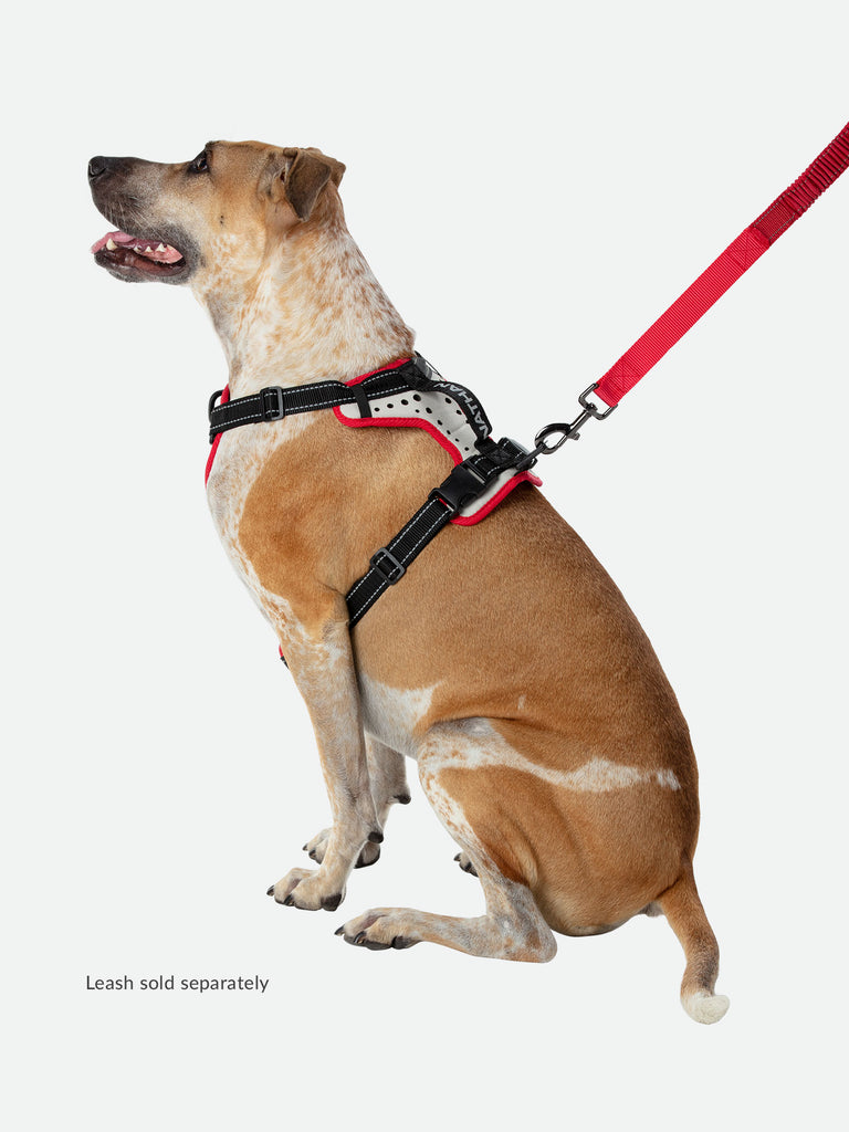 Large Boxer Staffordshire Bull Terrier Doberman Shepard Dog Mix/Mutt Wearing Nathan K9 White-Red Dog Harness with Black Accents - Left Angle View with Dog Leash Attached