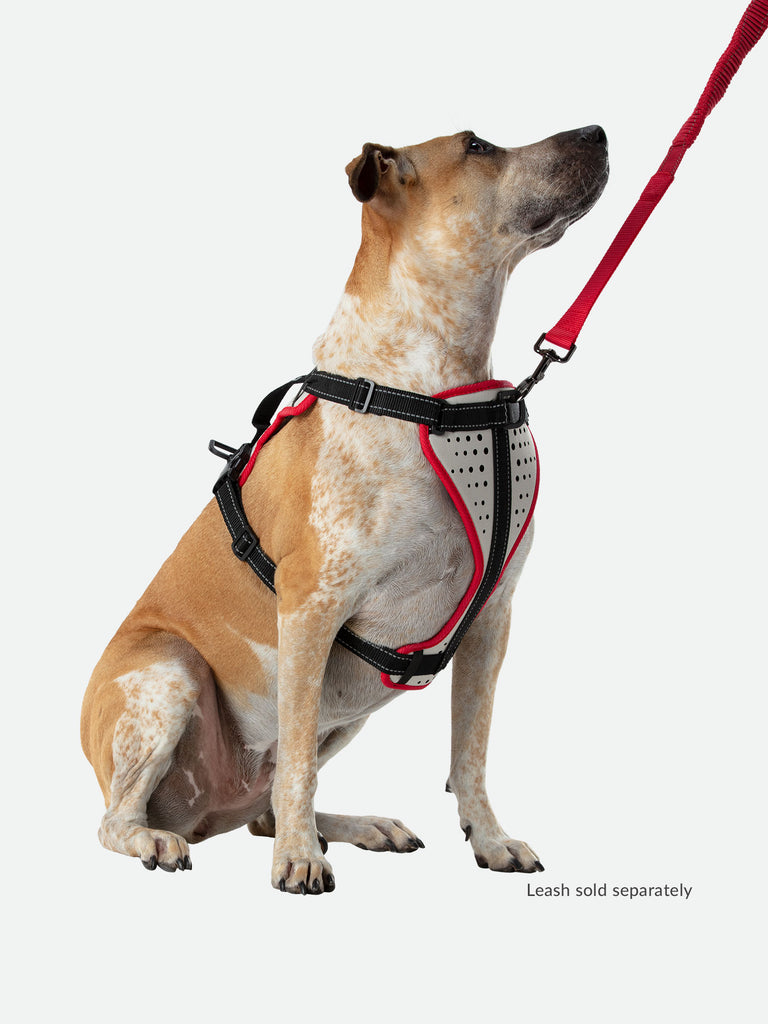 Large Boxer Staffordshire Bull Terrier Doberman Shepard Dog Mix/Mutt Wearing Nathan K9 White-Red Dog Harness with Black Accents - Right Angle View